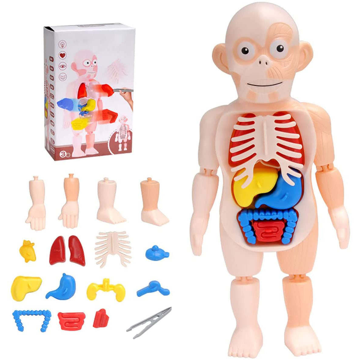 Britenway Body Parts Game Organ Assembled Toys for Boys Girls
